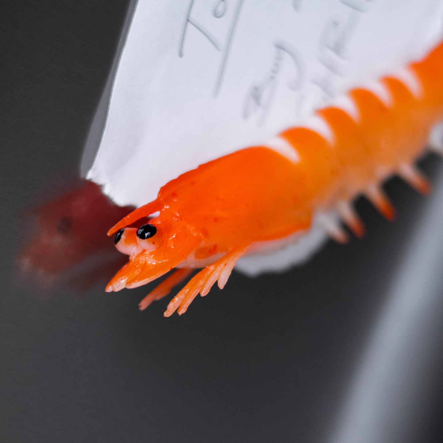 Swimming Shrimp Magnet